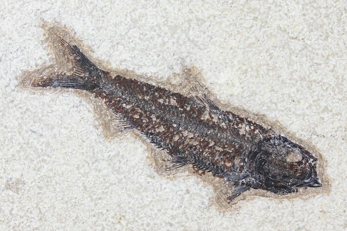 Fossil Fish (Knightia) - Green River Formation #126175